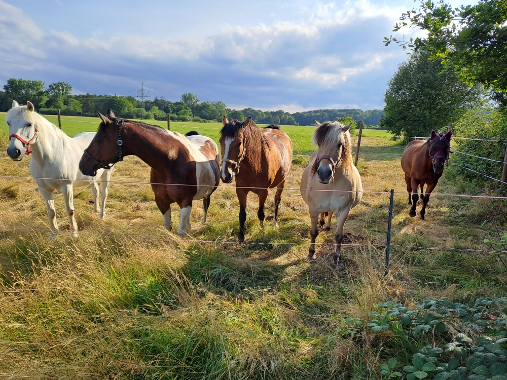 Ponyfreunde Erlensee